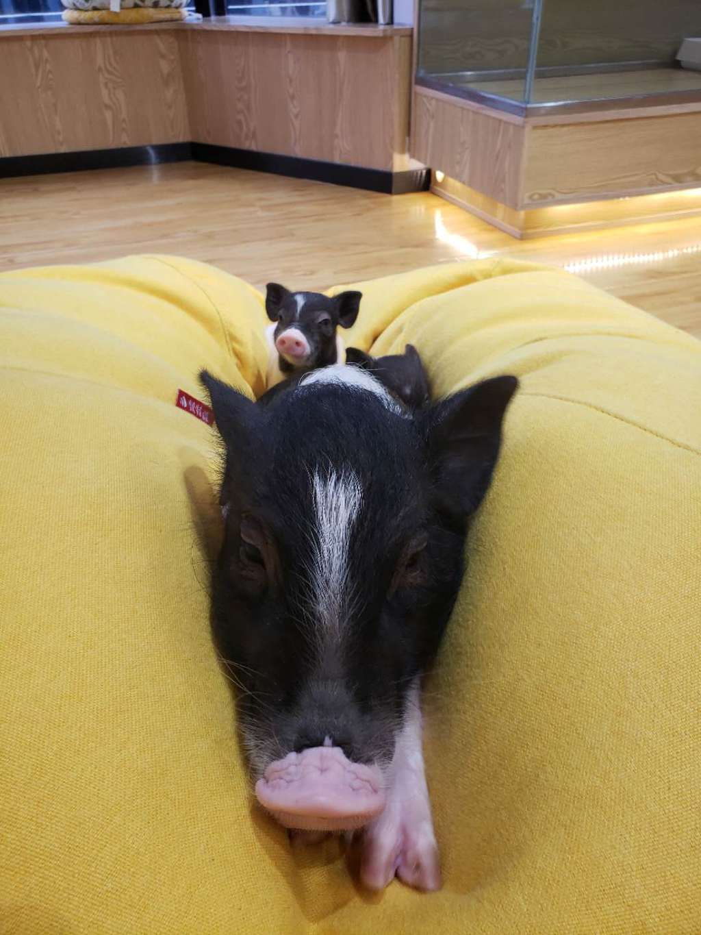 Featured image for “Cute Pig Cafe in Shenzhen”